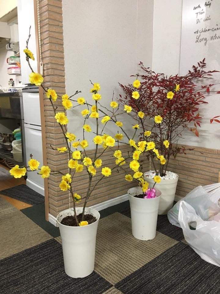 hoa mai tự làm mang đến không khí Tết